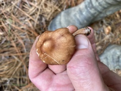 Agaricaceae