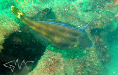 Meuschenia trachylepis