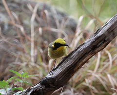 Lichenostomus melanops