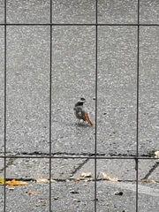 Phoenicurus ochruros