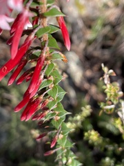 Epacris longiflora