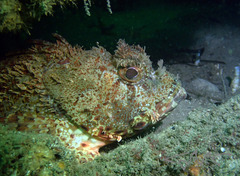 Scorpaena jacksoniensis