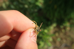 Polistes nimpha