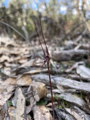 Acianthus caudatus