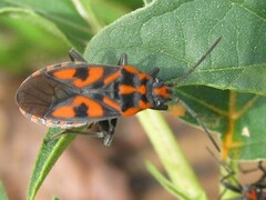 Spilostethus saxatilis