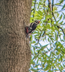 Dendrocopos major