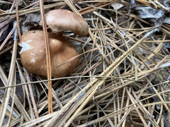 Agaricaceae