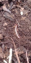 Lithobiomorpha
