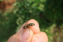 Polistes nimpha