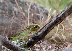 Lichenostomus melanops