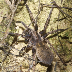 Uliodon