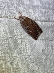 Euchaetis rhizobola