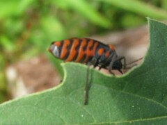 Spilostethus saxatilis