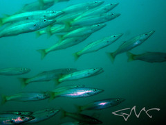 Dinolestes lewini