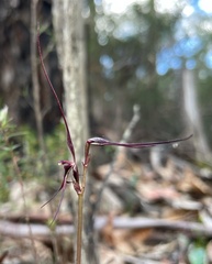 Acianthus caudatus