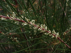 Hakea macraeana