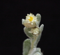 Pterochaeta paniculata