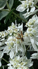 Polistes dominula