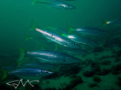 Dinolestes lewini