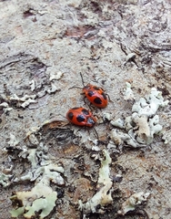 Endomychus coccineus