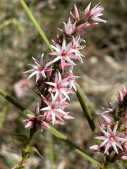 Sprengelia incarnata