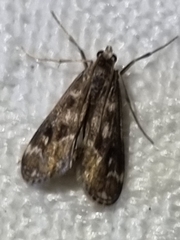 Hygraula