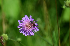 Andrena hattorfiana