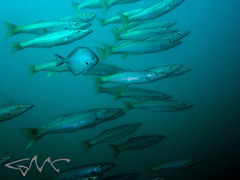 Dinolestes lewini