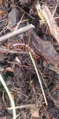 Lithobiomorpha
