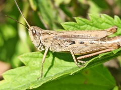 Chorthippus apricarius