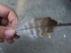 Buteo jamaicensis