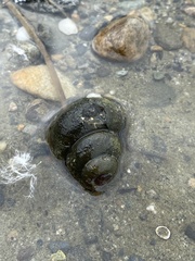 Cipangopaludina chinensis