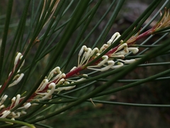 Hakea macraeana