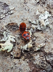 Endomychus coccineus