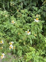Bidens alba