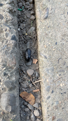 Tenebrioninae