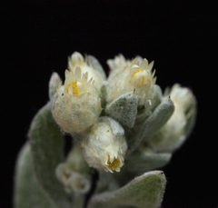 Pterochaeta paniculata