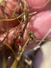 Potamogeton