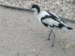 Recurvirostra avosetta