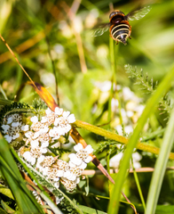 Eristalis cryptarum