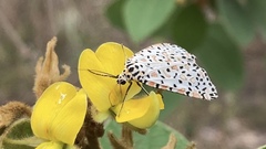 Utetheisa lotrix