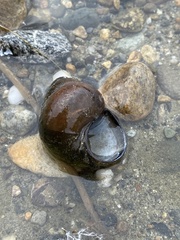 Cipangopaludina chinensis