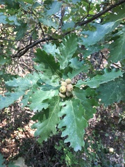 Quercus pubescens
