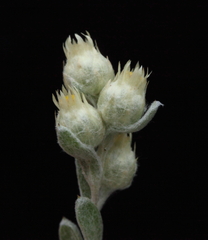 Pterochaeta paniculata