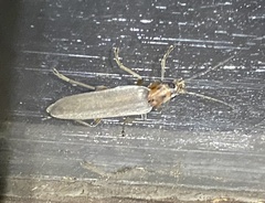 Oedemeridae