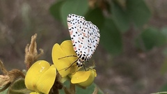Utetheisa lotrix