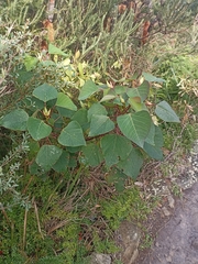 Homalanthus populifolius