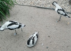 Recurvirostra avosetta