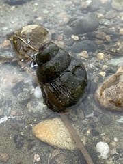 Cipangopaludina chinensis