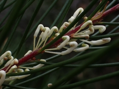 Hakea macraeana